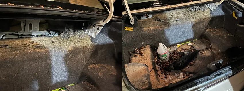 Lincoln Town Car Trunk Squirrel Sanctuary